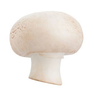 white_mushroom
