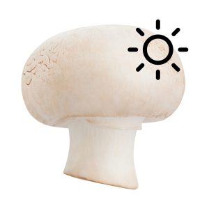 white_mushroom_SUN